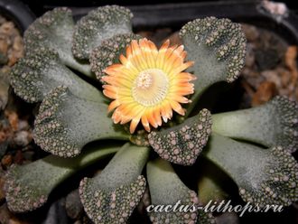 Titanopsis calcarea SB1111 Magersfontein (MG) - 5 семян