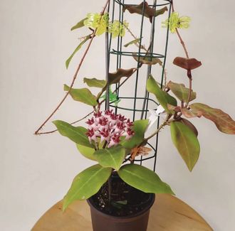 Hoya 'Patricia' (H. darwinii × H. elliptica)