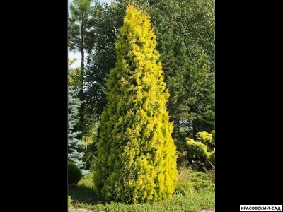 Туя Голд Брабант - Gold Brabant
