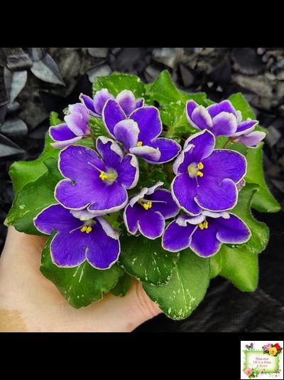 АВ-Контрольный Выстрел (Фиалковод) 2020 г. (пестролистный гёрл)