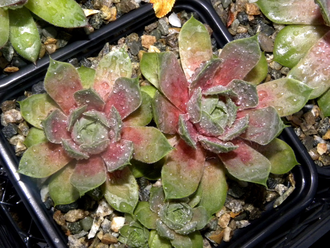 Sempervivum 'MOUNT USHER' - розетка