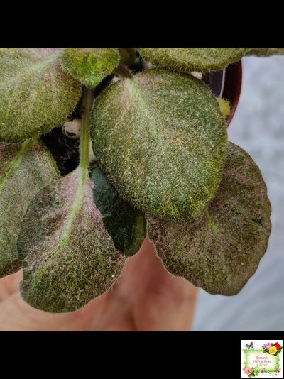 ОЗ-Viola-Tesoro (О. Завадська) листовая химера