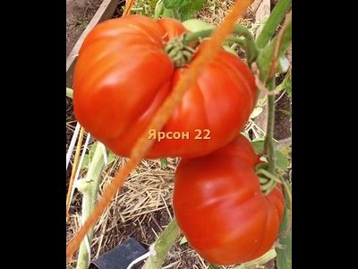 Томат Ярсон 22 (Jarson 22) Польша