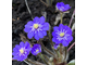 Hepatica nobilis &quot;Estonia”