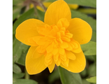 Anemone ranunculoides Kiduspe