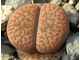 Lithops hookeri v.marginata C035 (Чехия)