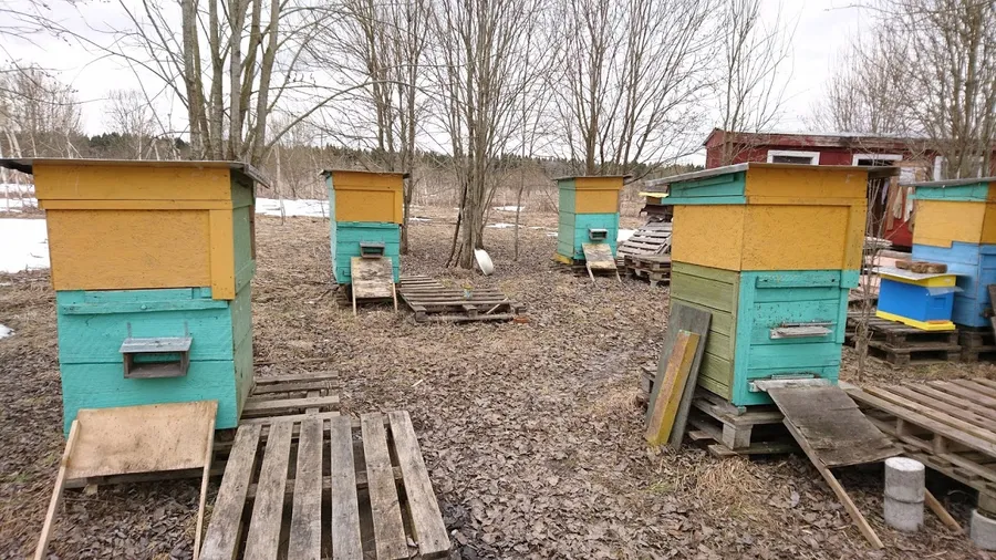 Пока не расставили отводки на пасеке довольно просторно