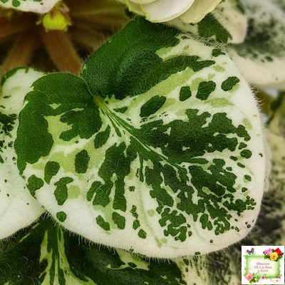 ЛЕ-Элли (Е. Лебецкая)