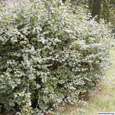 Снежноягодник Доренбоза Вайт Хедж - Doorenbosii White Hedge
