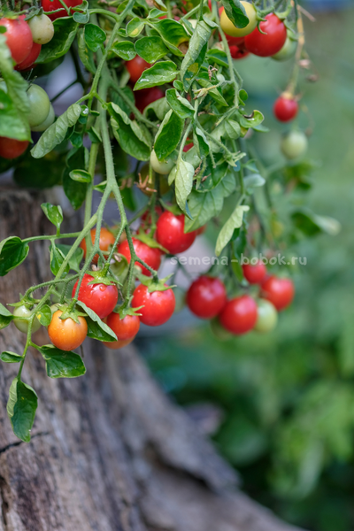 Томат Ditmarscher "Suspension rose" (Дитмаршевская Розовая Подвеска), 10 шт