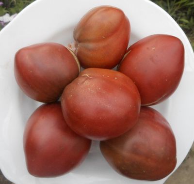 Томат Томат Лонгхорн (Longhorn)