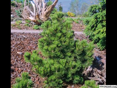 Сосна Гельдрейха - Pinus Heldreichii