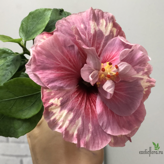 Гибискус Shuei-Sha-Lian Pomegranate Skirt