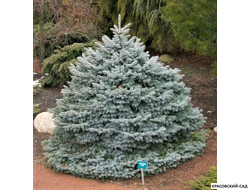 Ель Монтгомери - Montgomery