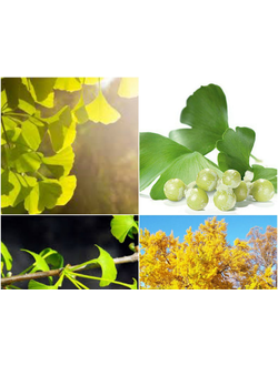 Гинкго двулопастный  (Ginkgo biloba), С3,40-60