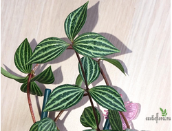 Peperomia Puteolata (Пеперомия Ямчатая)