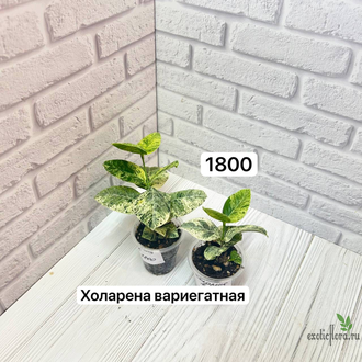 WRIGHTIA ANTIDYSENTERIСА Variegated (Райтия ХОЛАРЕНА ВАРИЕГАТНАЯ яркая вариегатность )