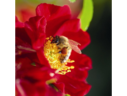 Биненвайде Рот