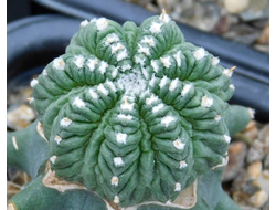 Aztekium ritteri PP 566 - 10 семян