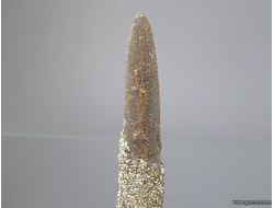 Пирит на белемните. КЧР. Россия. 49*12*10мм