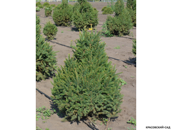 Ель обыкновенная Купрессина - Cupressina