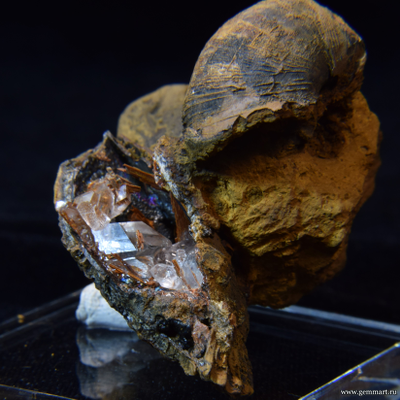 Гипс и псиломелан в полости ракушки. 60*47*50мм