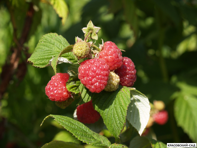 Малина Вольница