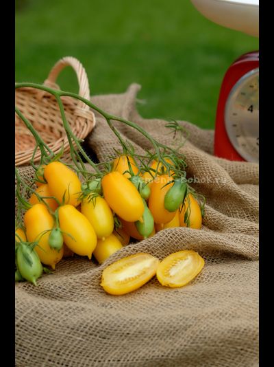 Томат Нежность, 10 шт