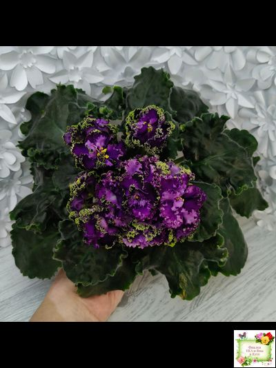 АВ-Гром и Молнии (Фиалковод) 2019 г.