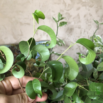 Ficus Benjamina Buklee / фикус букле