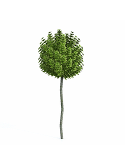 стриженые Бересклет на штамбе 3