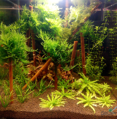 Бамбук декоративный для наращивания мхов