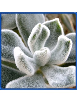 Echeveria pulvinata 'Frosty'