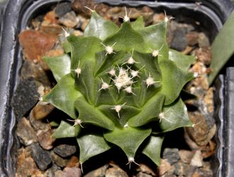 Obregonia denegrii (D=40мм)