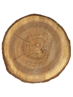 Торцы бревен