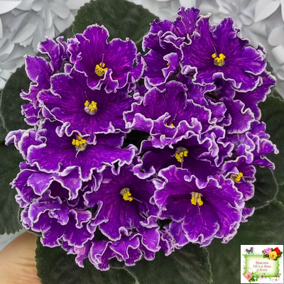 АВ-Просто Космос (Фиалковод) 2019 г.