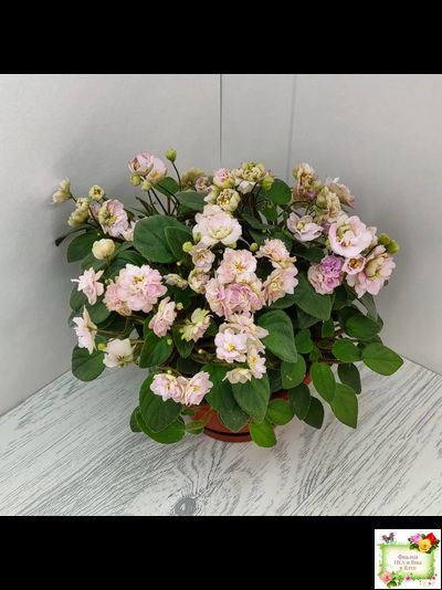 Pink Mint (S.Sorano) трейлер (пасынок срез)