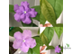 Brunfelsia Australis