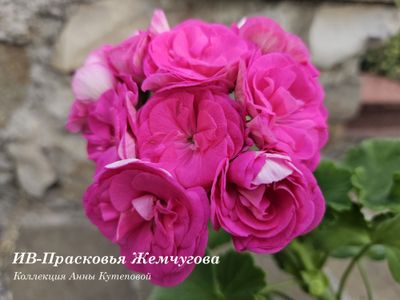 Пеларгония ИВ-Прасковья Жемчугова