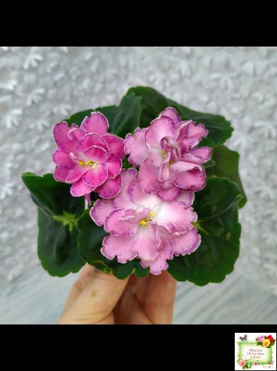 АВ-Фаберже (Фиалковод) 2022 г. (детка)