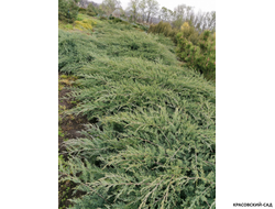 Можжевельник Пфитцериана Глаука - Pfitzeriana Glauca