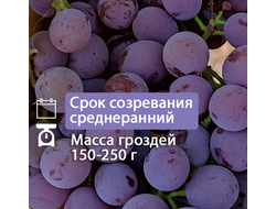 Гурзуфский розовый