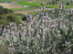 Шалфей греческий, кустарниковый (Salvia triloba) 5 мл - 100% натуральное эфирное масло