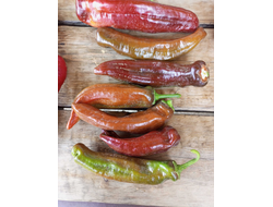 Перец сладкий Палермо шоколадный (Palermo Сhocolony, Италия)