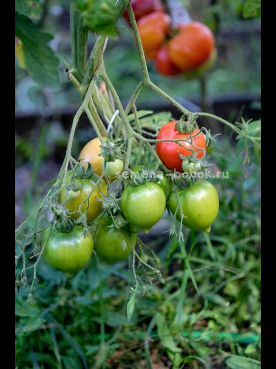Томат Юбилейный Тарасенко, 10 шт