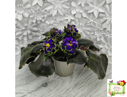 ЕК-Кудри Посейдона (Е.В. Коршунова) 2017 г. (лист посажен 01.11.25)