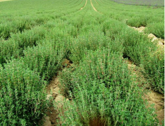 Тимьян обыкновенный (Thymus vulgaris), хем. тимол 5 мл - 100% натуральное эфирное масло