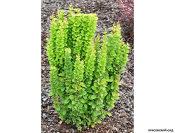 Барбарис Тунберга Erecta - фото кустарника - красовский-сад.рф