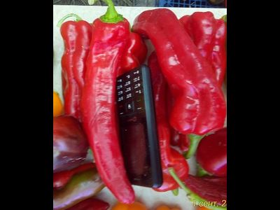 Перец сладкий Тронтароло (Trontarolo) Италия