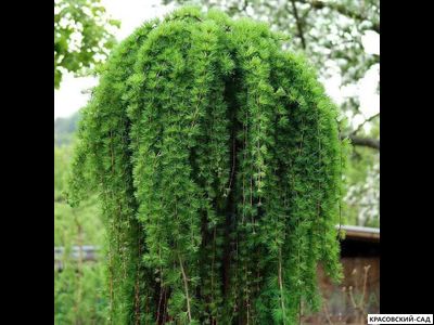 Лиственница японская Стифф Випер - Stiff Weeper